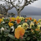 AsConA in fiOre