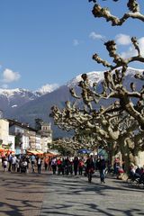 Ascona's Platanen