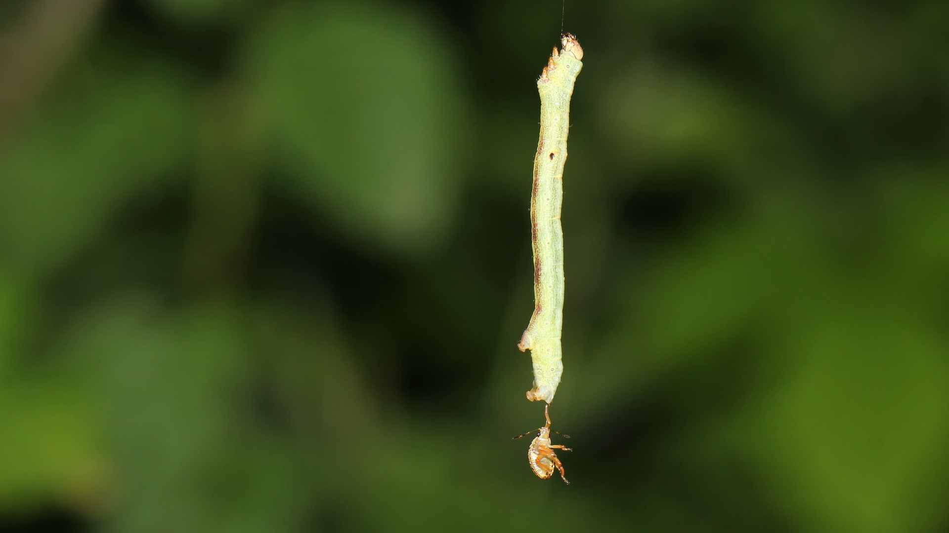 Ascotis selenaria