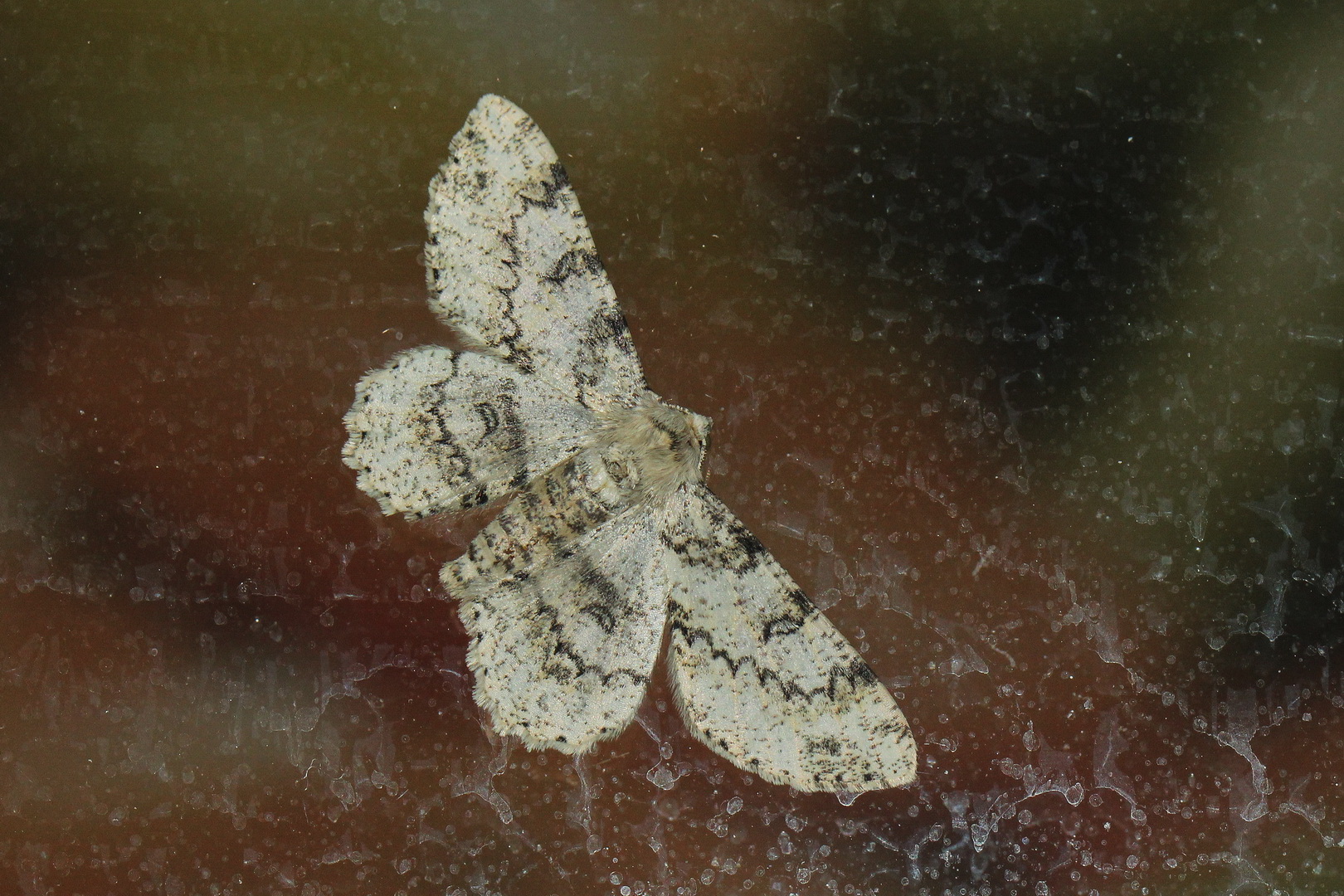 Ascotis selenaria