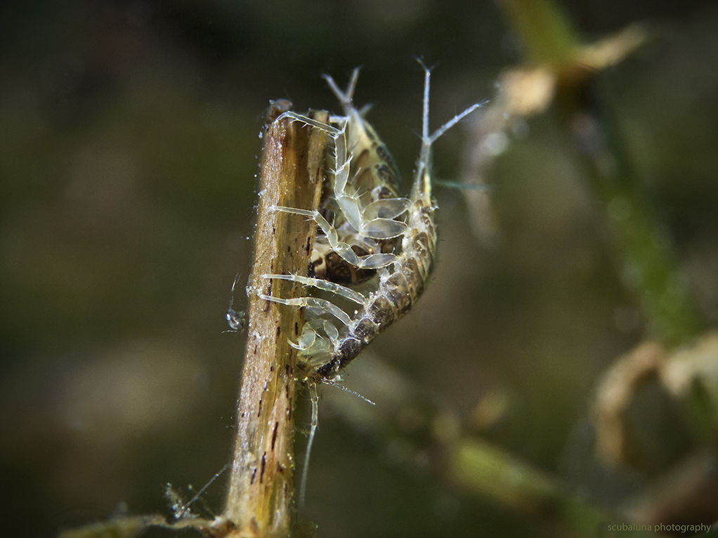 Asellus aquaticus