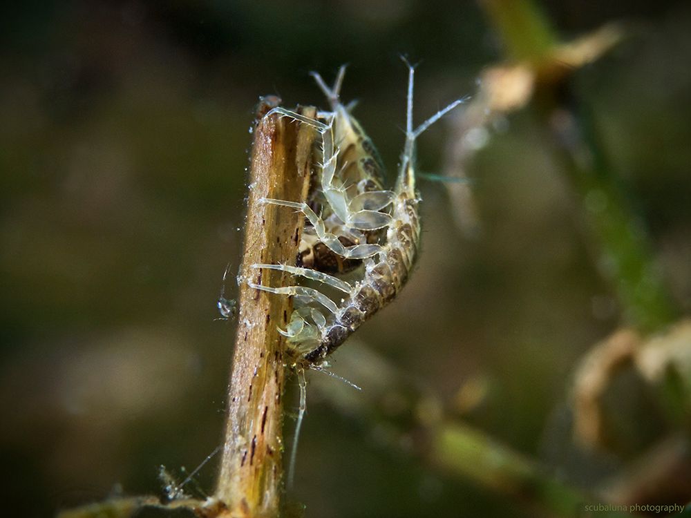 Asellus aquaticus Foto & Bild natur, nahaufnahme, schweiz Bilder auf