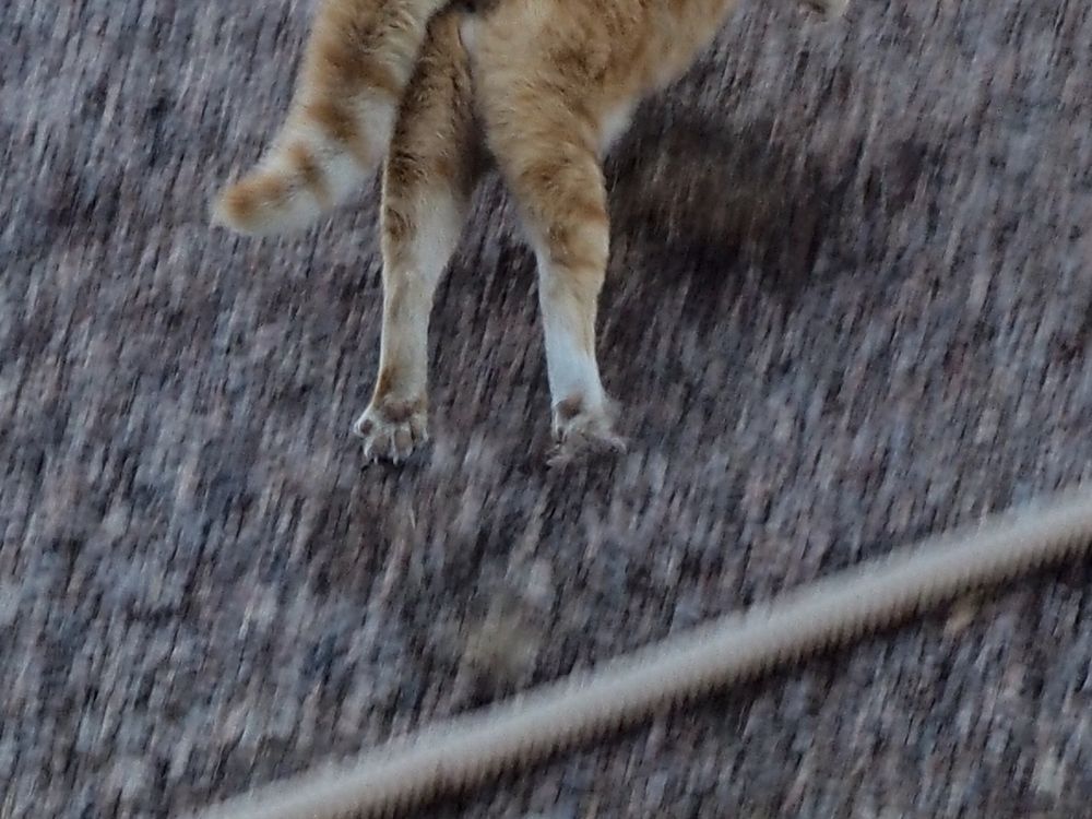 Asfar rennt Foto & Bild rennen, natur, katze Bilder auf Asfar rennt Foto & Bild rennen, natur, katze Bilder auf