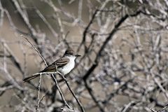 Ash-throated Flycatcher