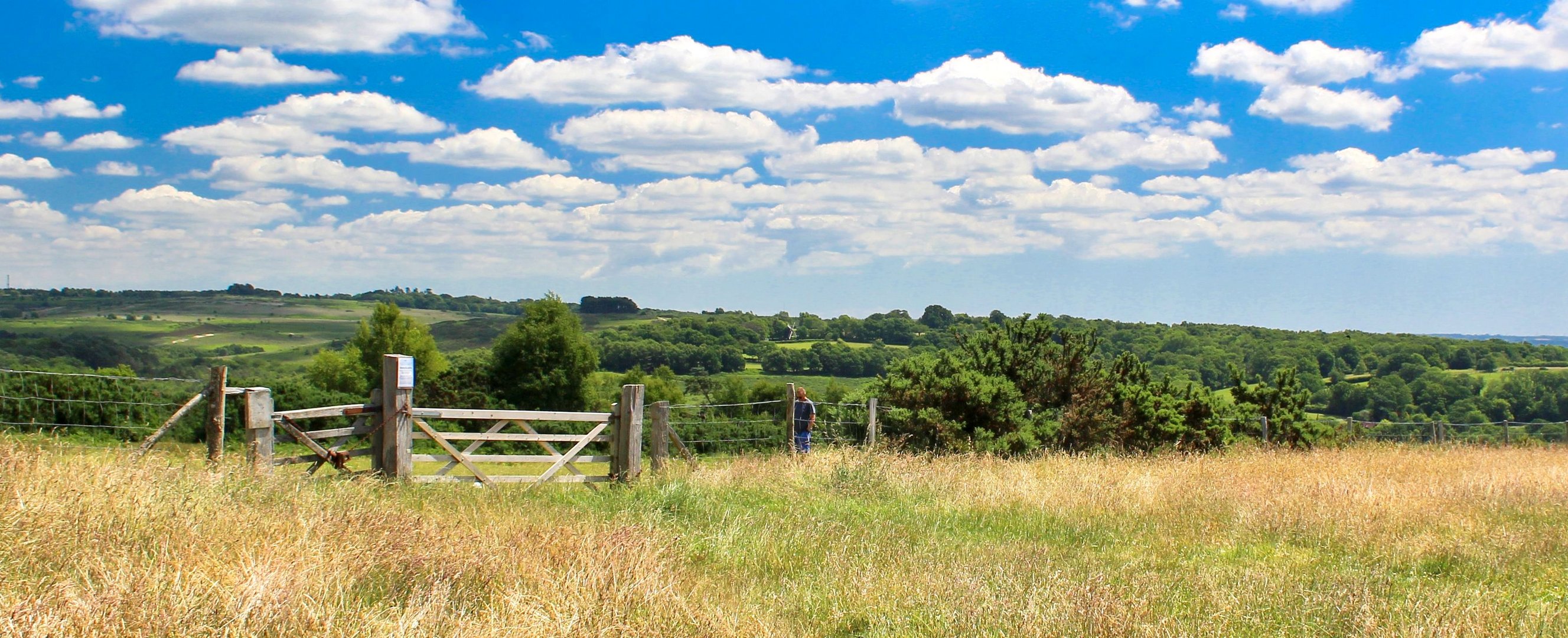 Ashdown forest