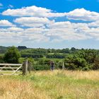 Ashdown forest