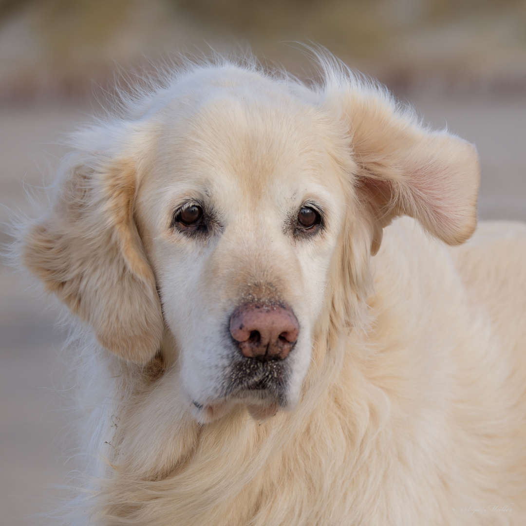 Ashley am Heiligabend 2015 am Lieblings-Strand