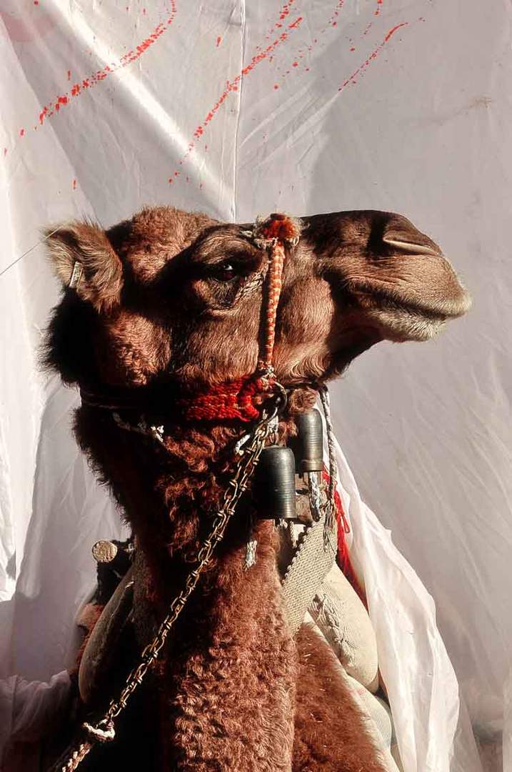 Ashura Camel