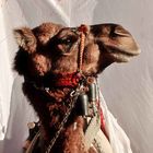 Ashura Camel