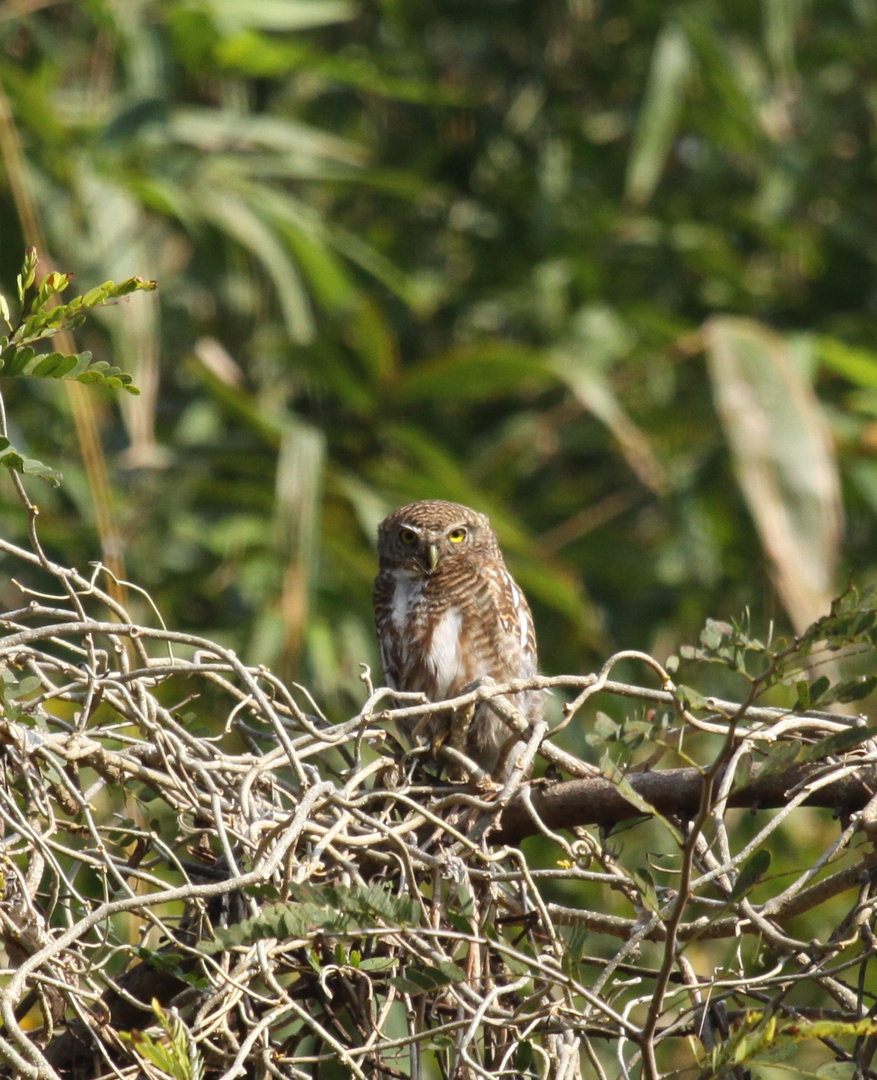 Asian barred Owlet