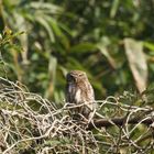 Asian barred Owlet