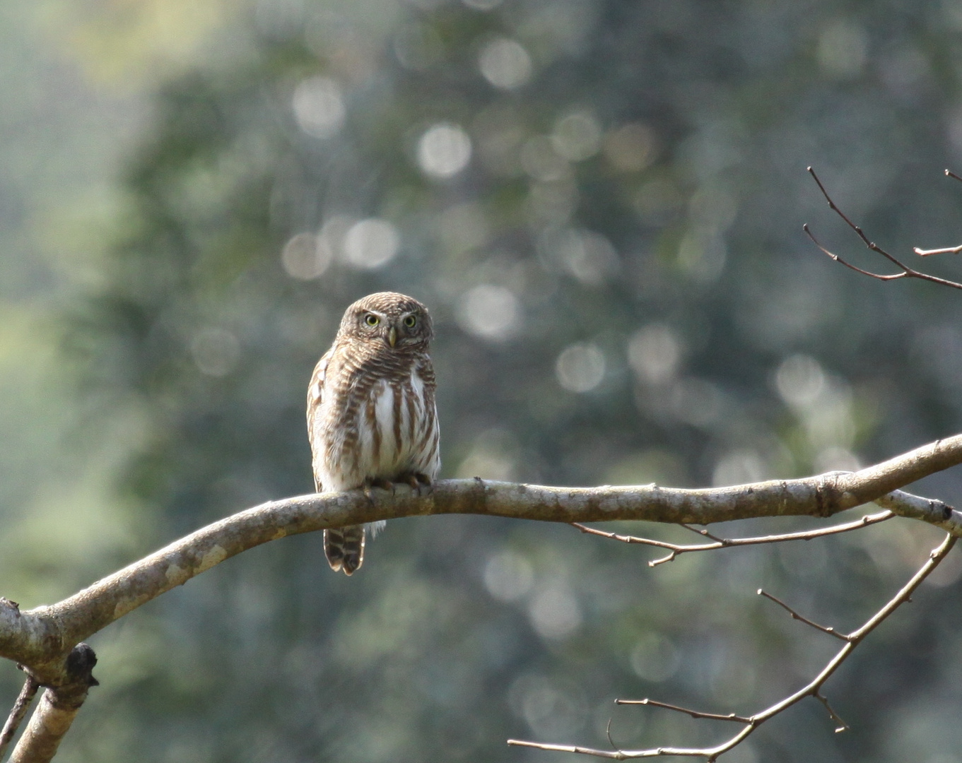 Asian barred Owlet