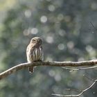 Asian barred Owlet