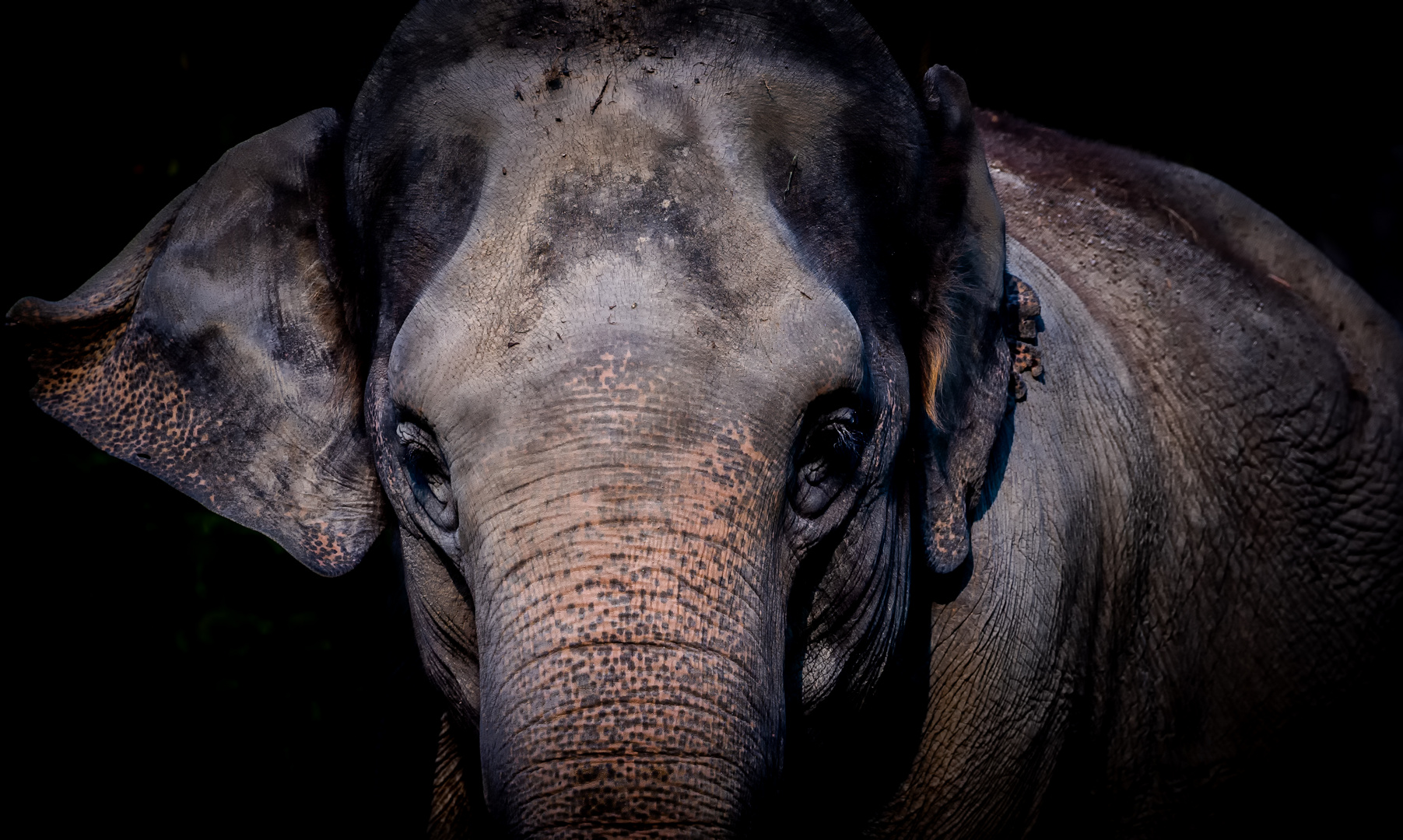 Asian elephant