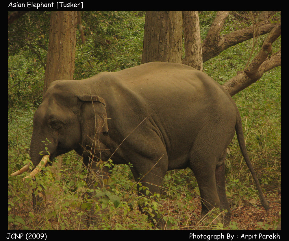 Asian Elephant