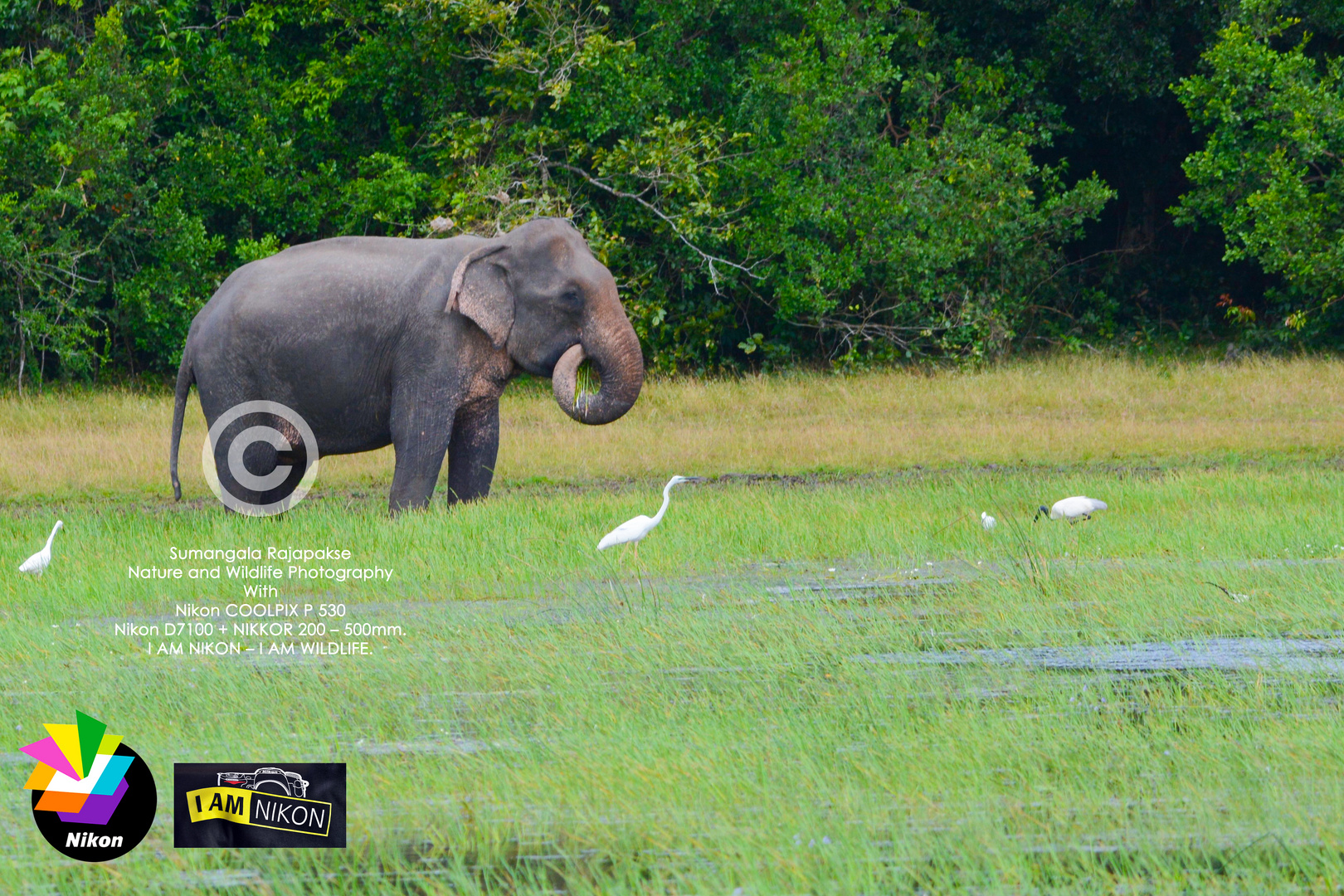 Asian elephant ( Elephas maximus).