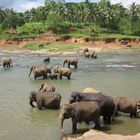 Asian Elephants