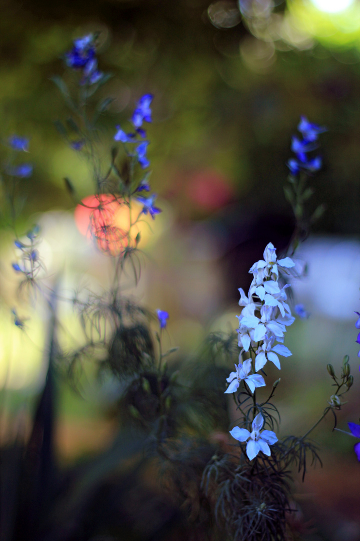 asian flowers