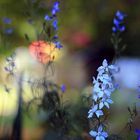 asian flowers