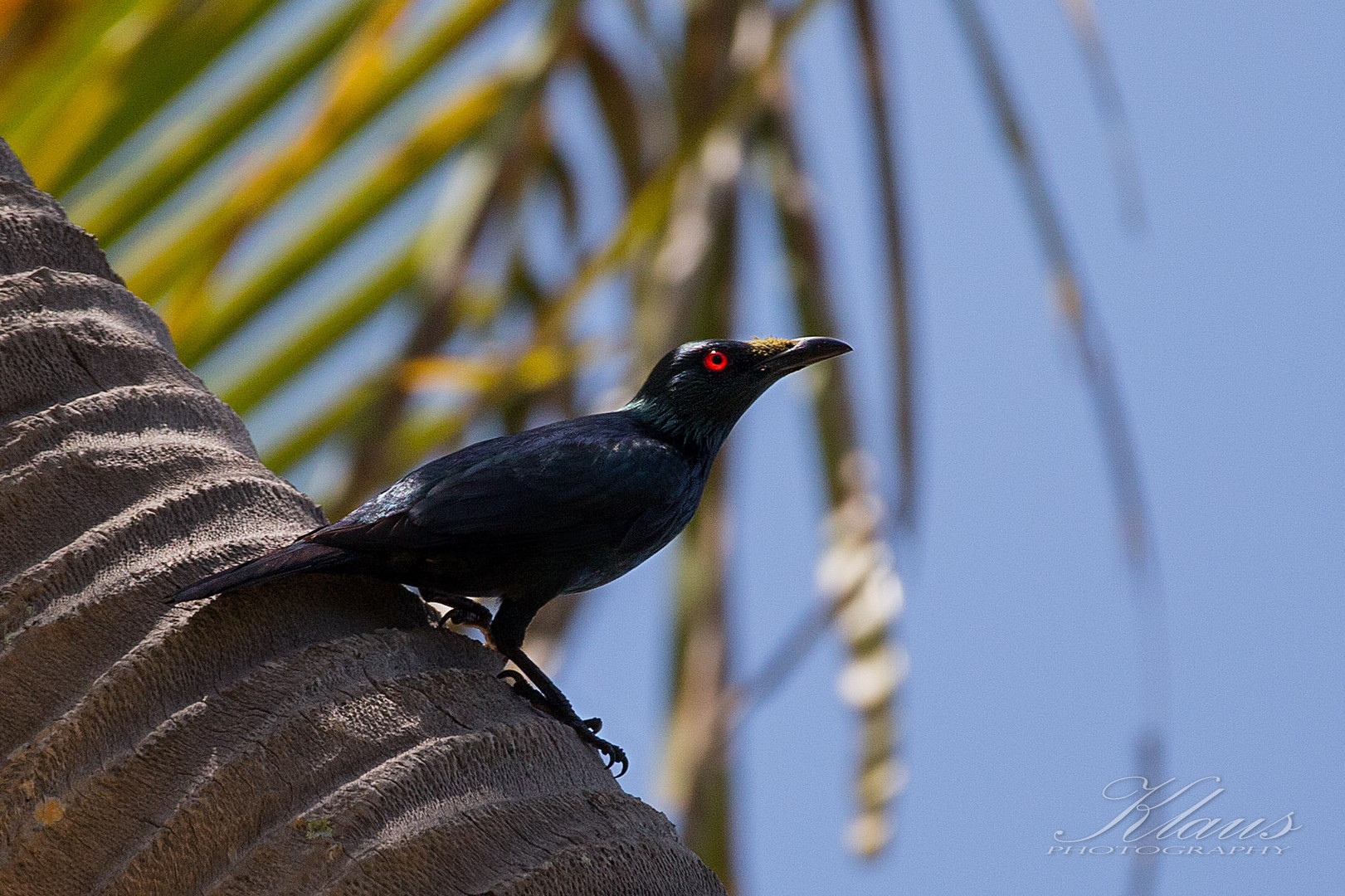 Asian Glossy Starling