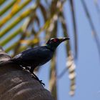 Asian Glossy Starling