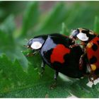 Asian Ladybirds -Harmonia axyridis-