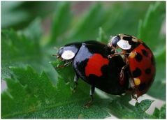 Asian Ladybirds -Harmonia axyridis-