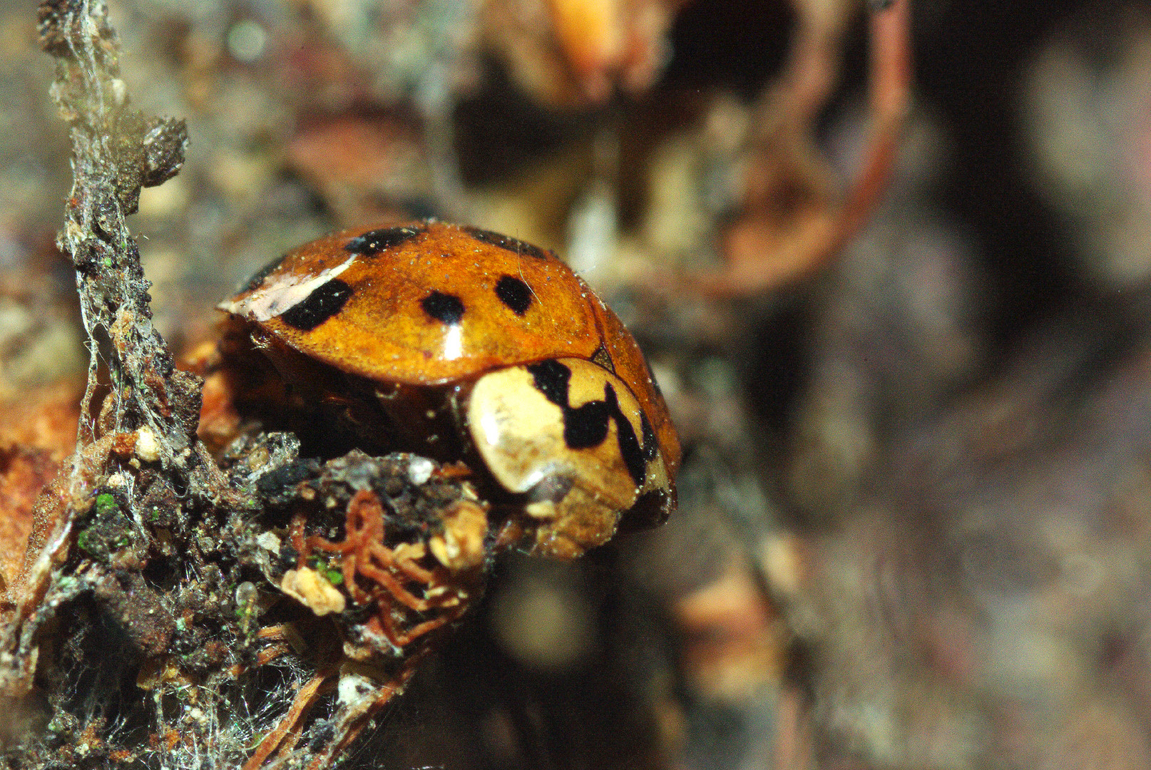 Asian Ladybug