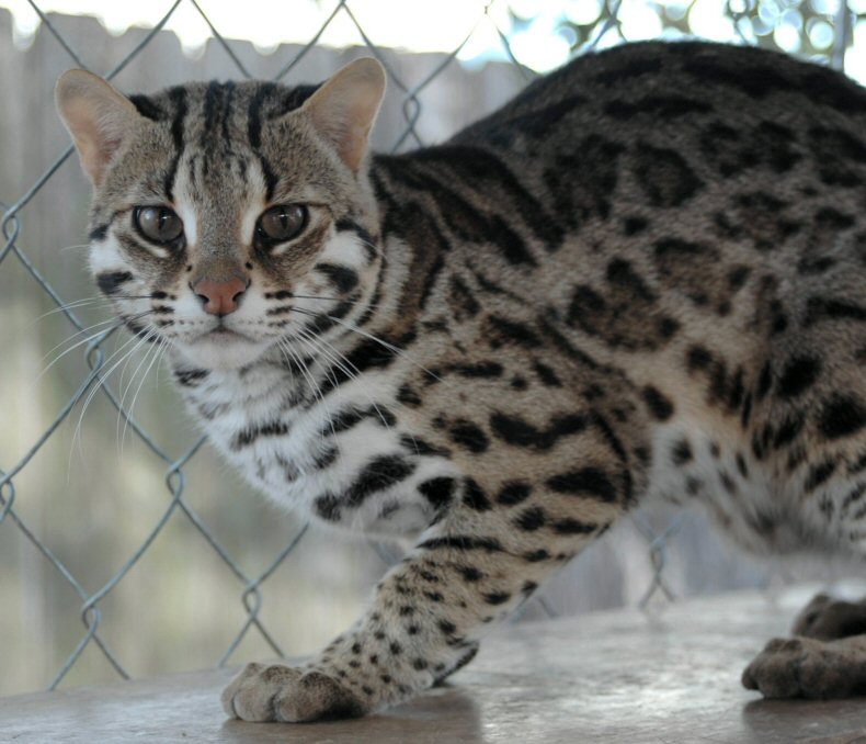 Asian Leopard Cat Murphy