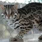 Asian Leopard Cat Murphy