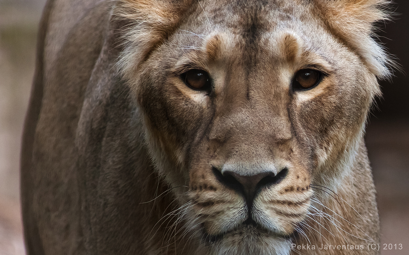 Asian lion