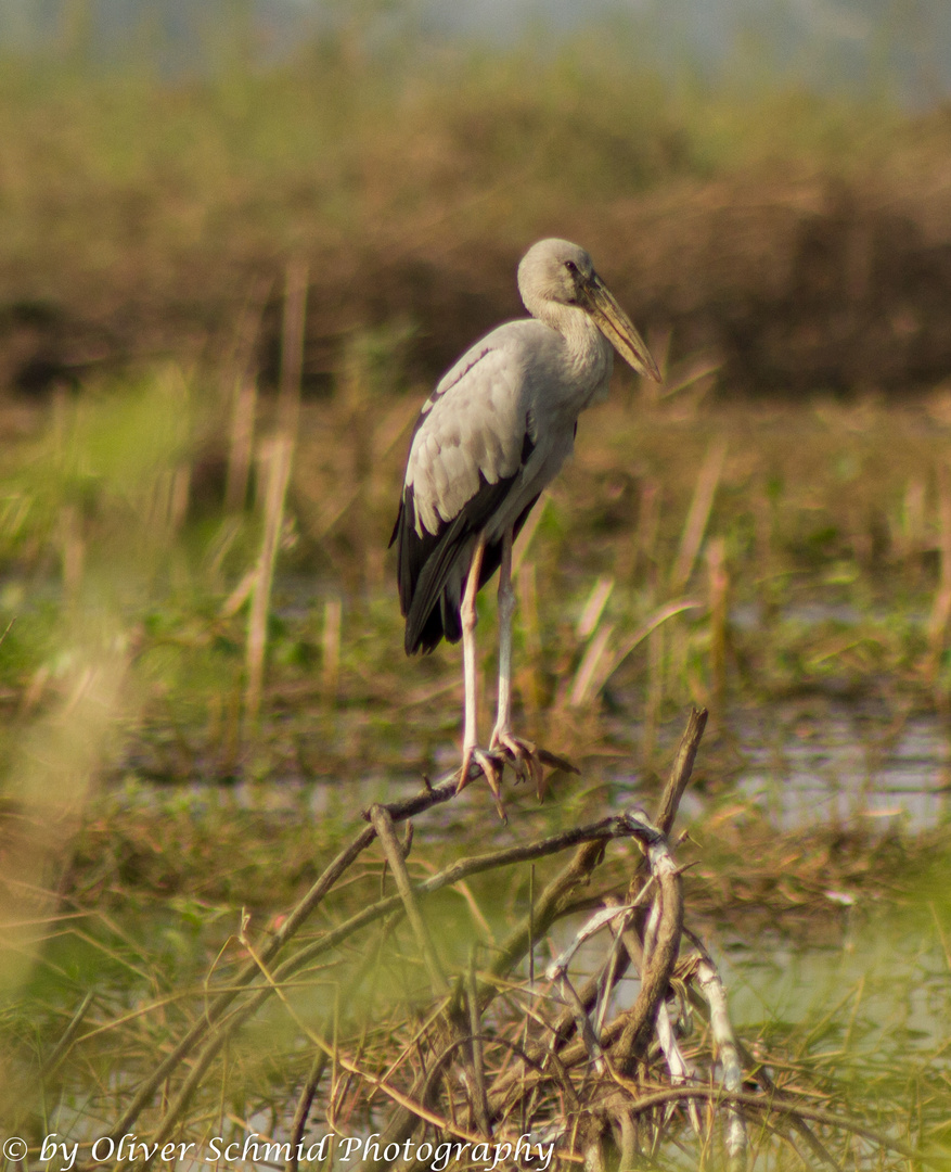 Asian Openbill