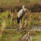 Asian Openbill