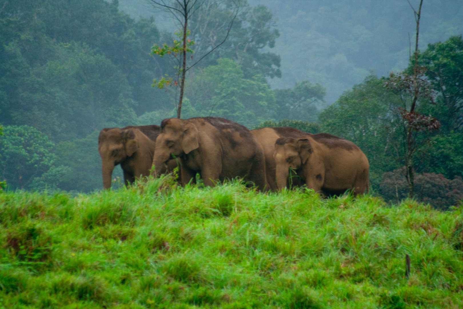 Asiatic Elephant