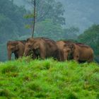 Asiatic Elephant