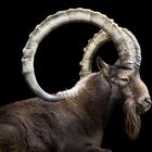 asiatic ibex