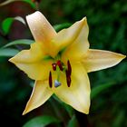 Asiatic Lilie