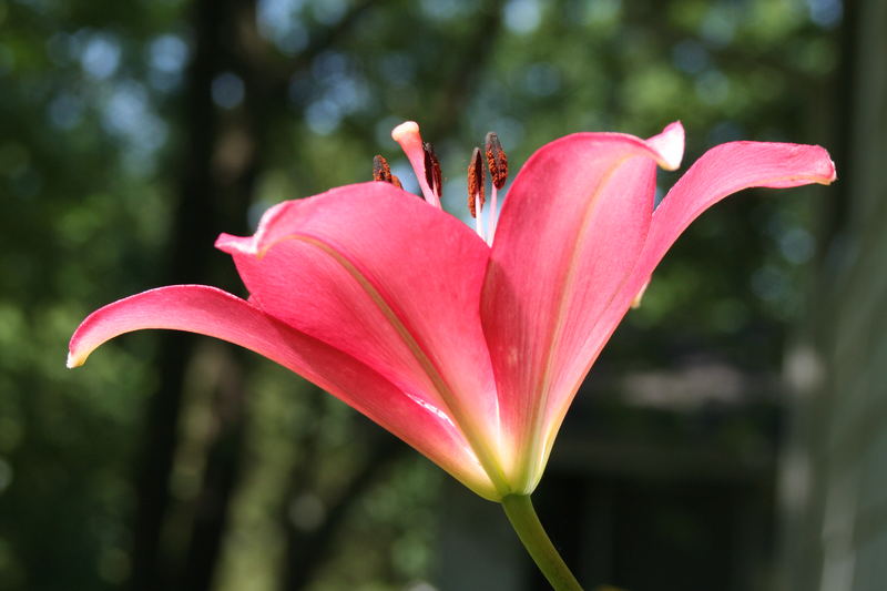 Asiatic Lily