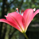 Asiatic Lily