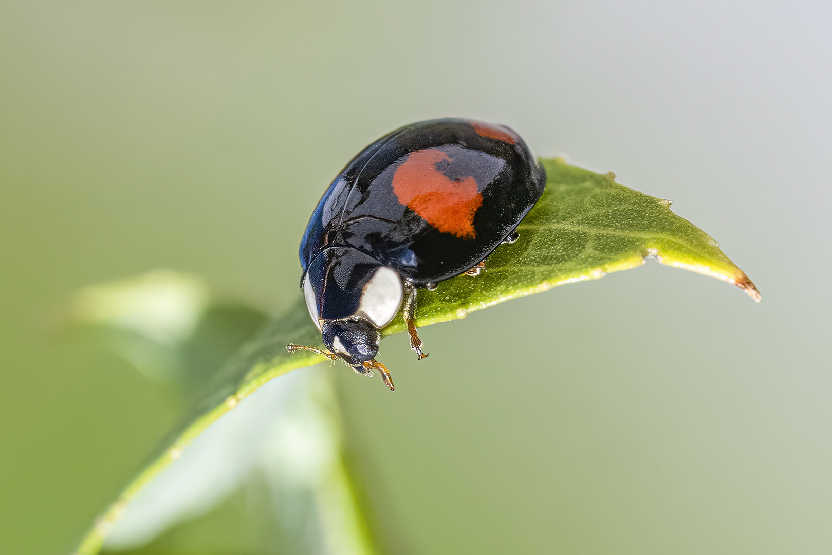 Asiaticher Marienkäfer 1