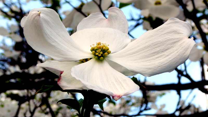 Asiatische Blüte Hartriegel (Cornus Krousa)