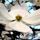 Asiatische Blüte Hartriegel (Cornus Krousa)