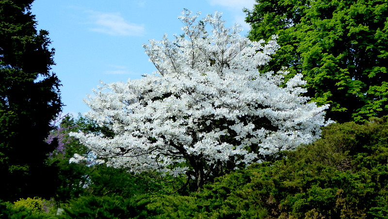 Asiatische Blüten Hartriegel 