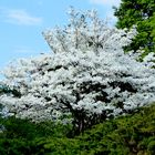 Asiatische Blüten Hartriegel 