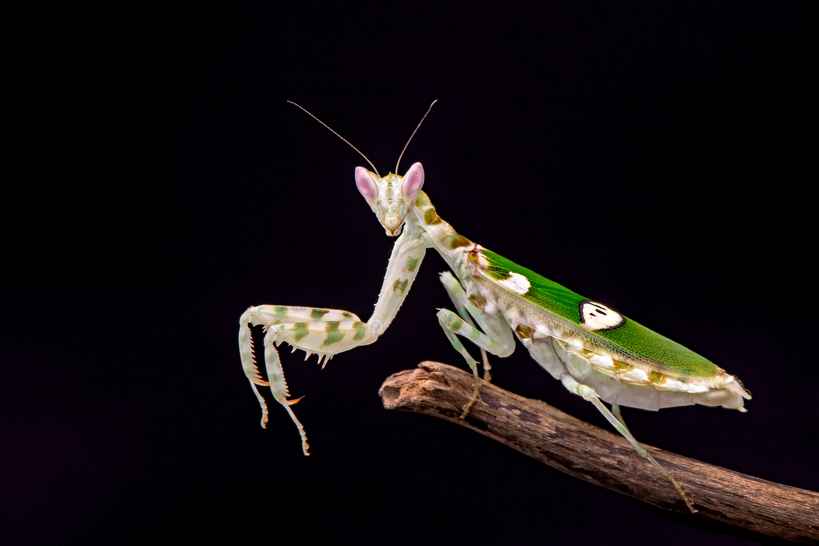 Asiatische Blütenmantis