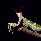 Asiatische Blütenmantis