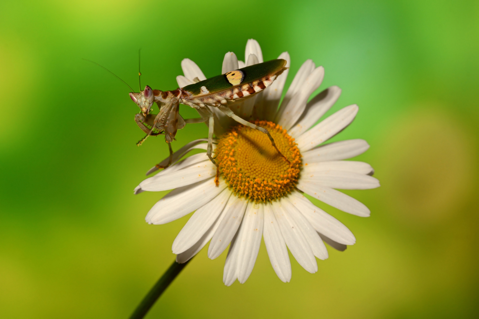 Asiatische Blütenmantis