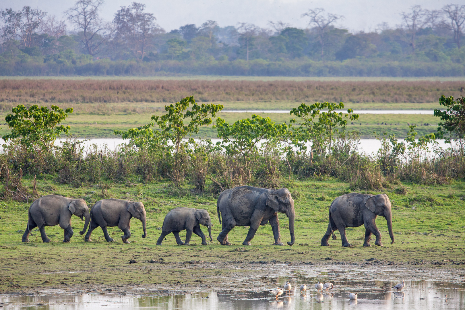 Asiatische Elefant (Elephas maximus)