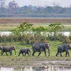 Asiatische Elefant (Elephas maximus)