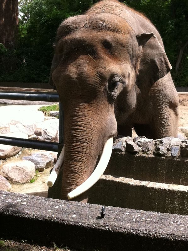 Asiatische Elefant (Elephas maximus) im Zoologischer